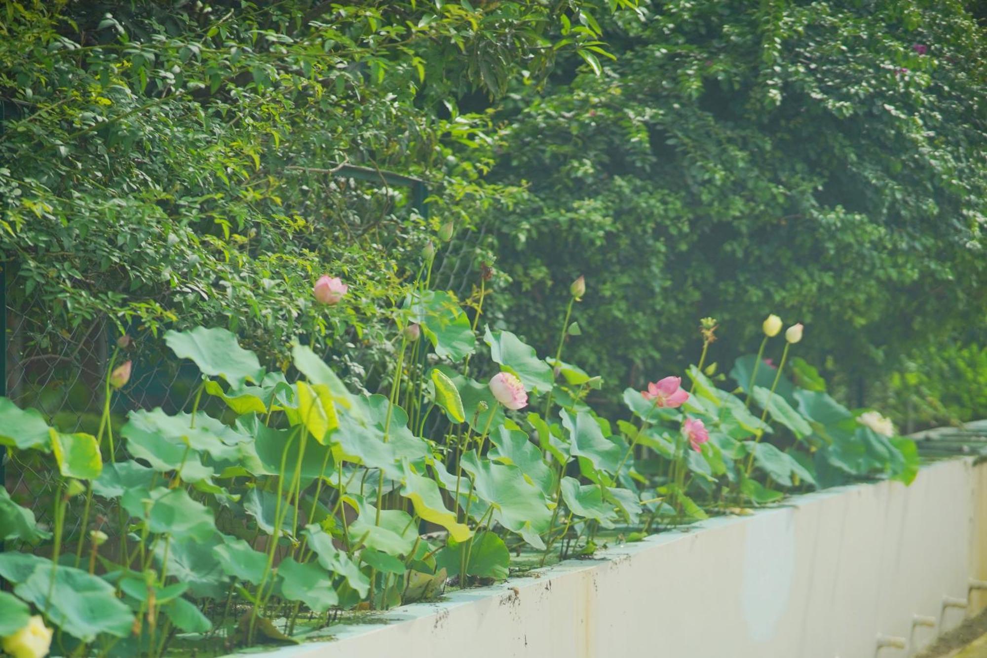 Sukoon - A Wellness Resort, Uttarakhand Chuharpur Exterior photo